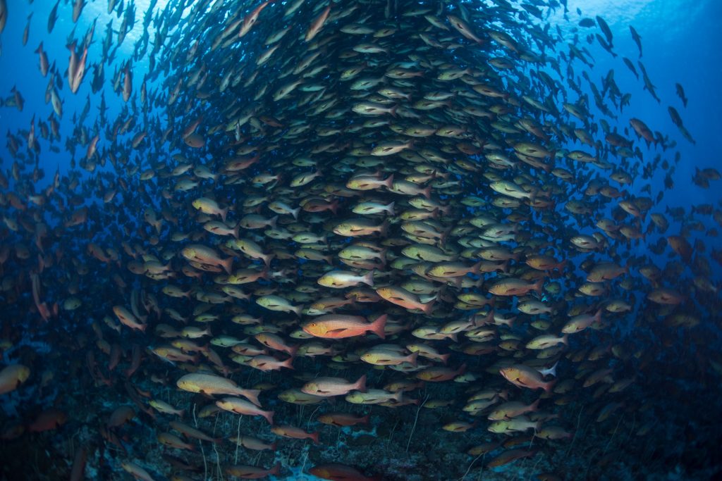 Sanpper Spawning Dive