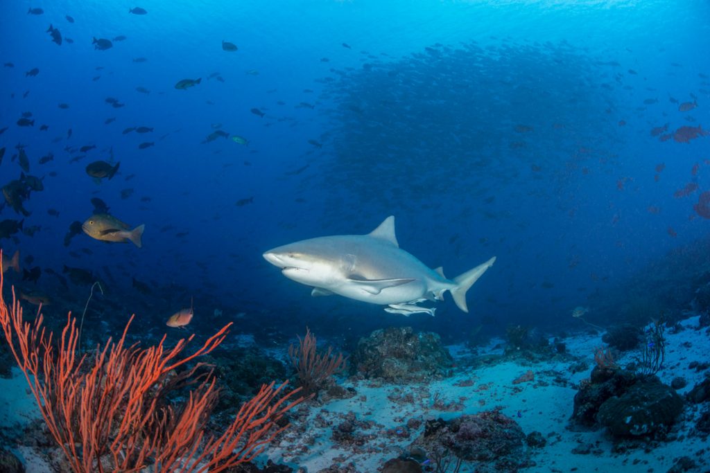 Bullshark Up Sandy Channel