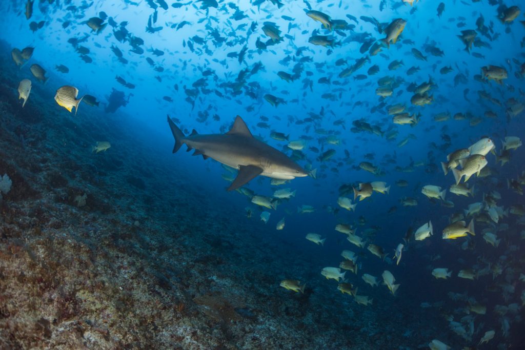 Bullshark during Spawning Dive