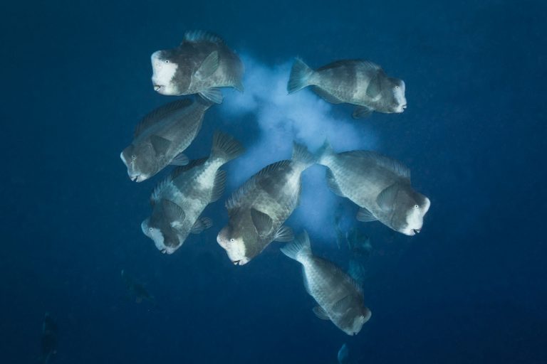 Palau Triple Spawning Expedition