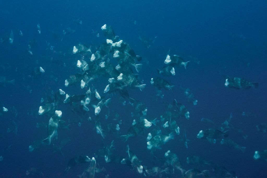Buefellkopf Papageifisch Paarung