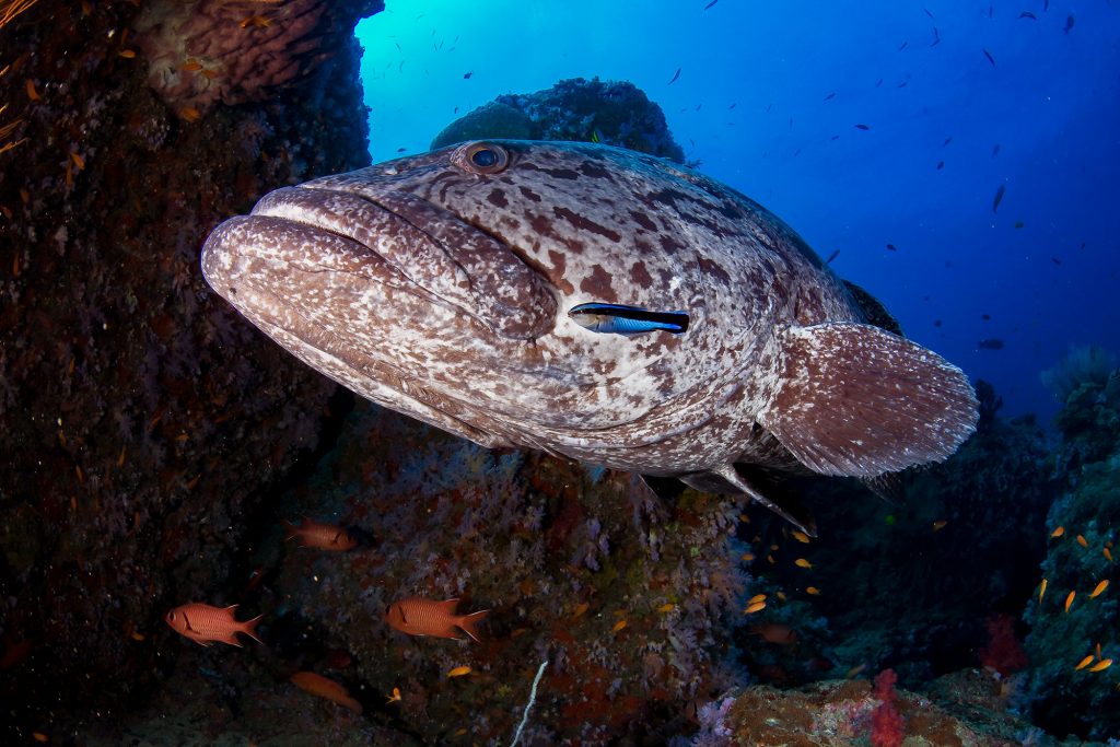 Grouper