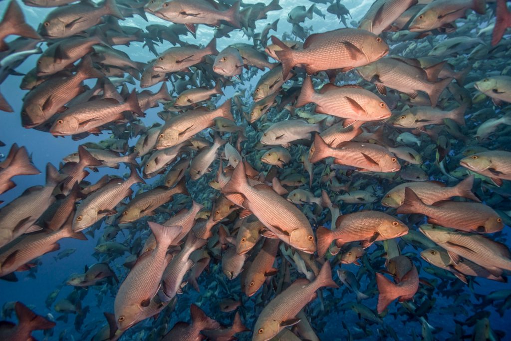 Inside Snapper School
