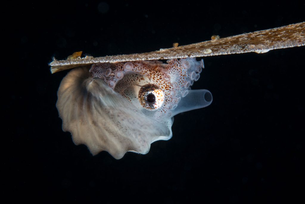 Paper Nautilus