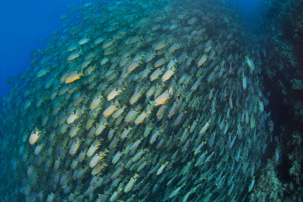 Sailfin Snapper Dive