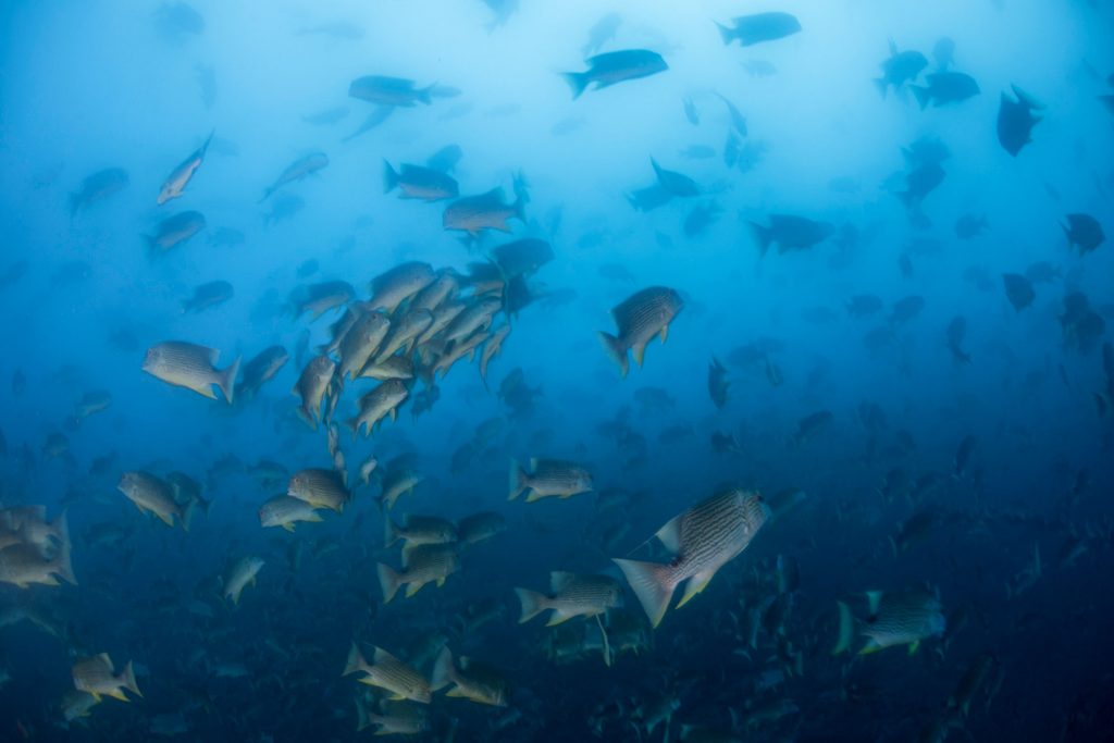 Seabream Spawning