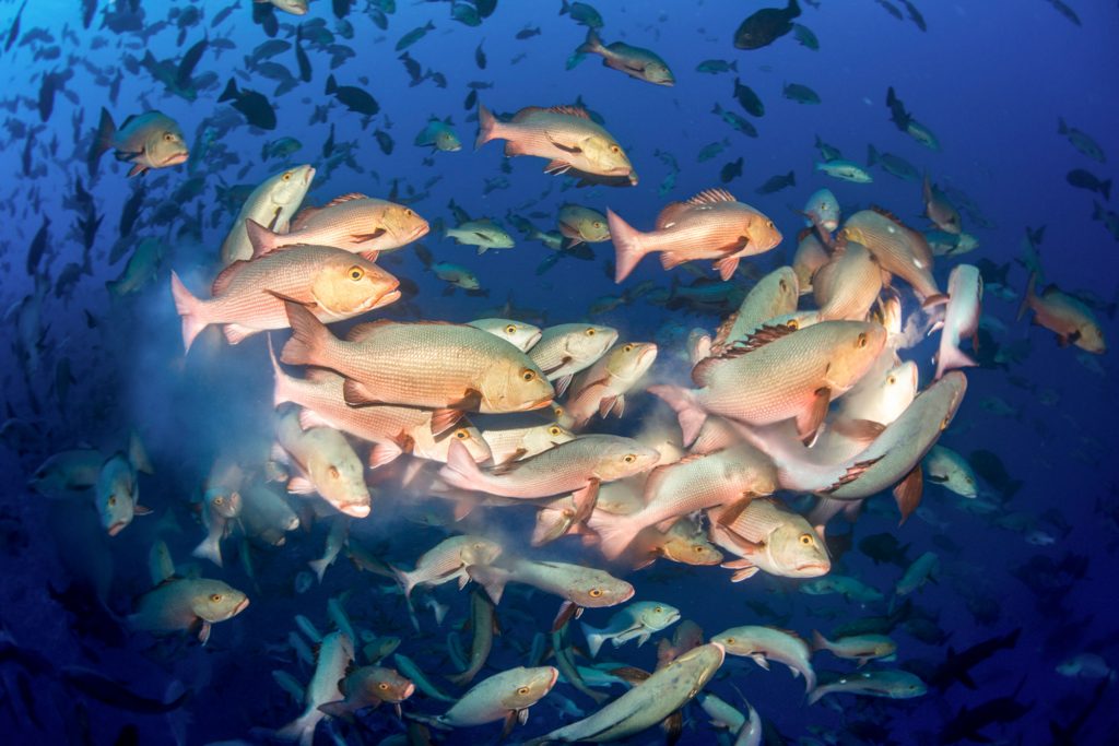 Twin Spot Snapper Spawning
