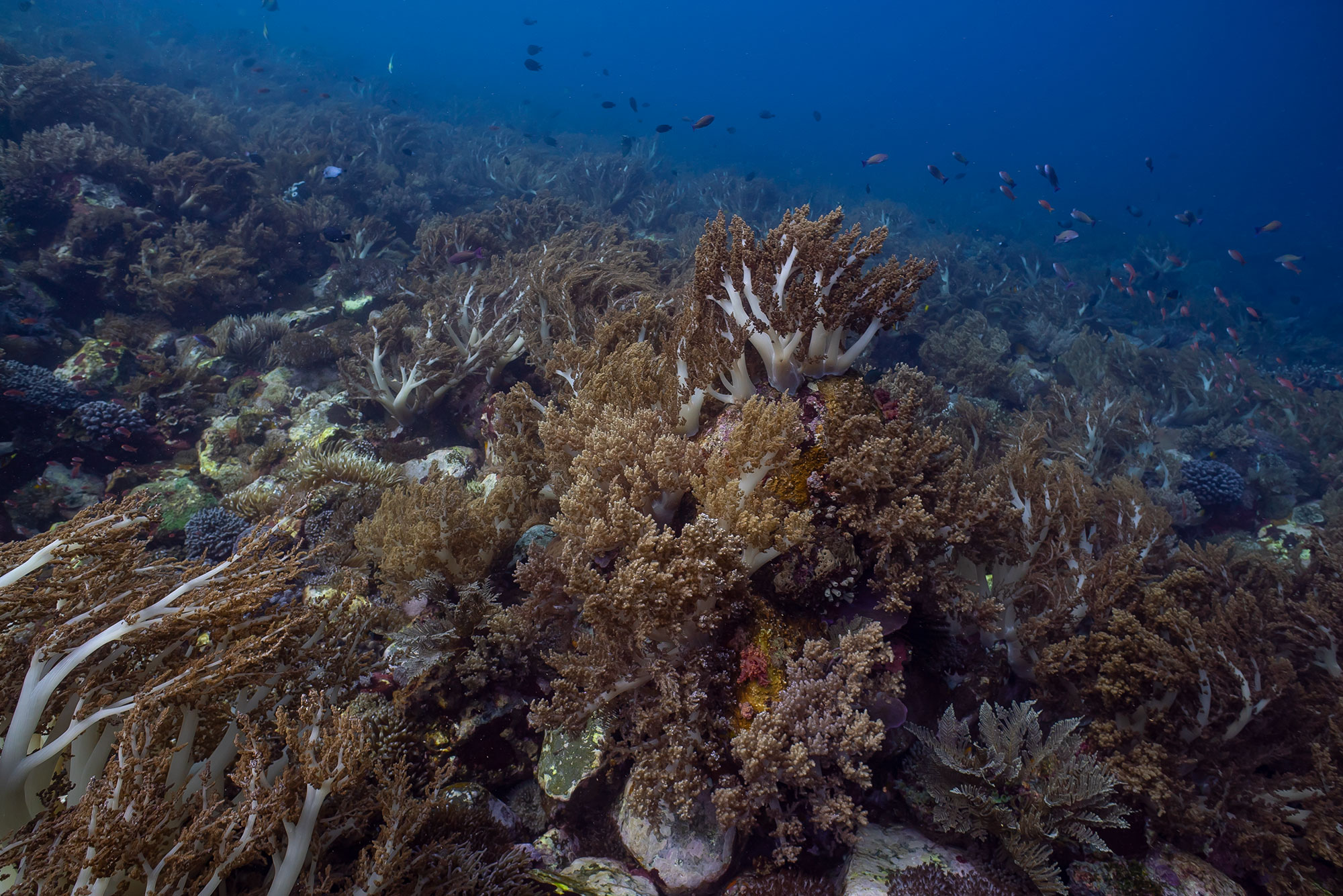 alor reef3