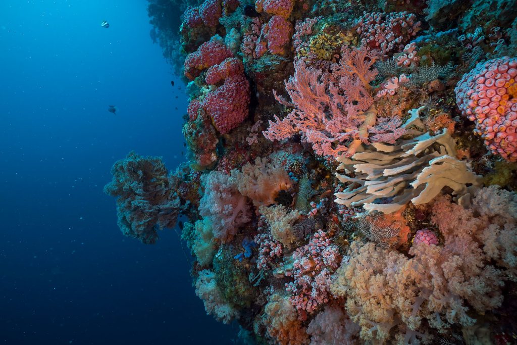 alore reef2