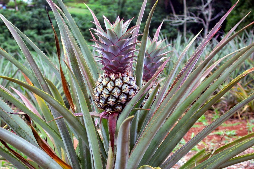 ananas 1
