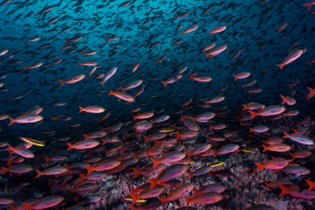 Anthias Malpelo