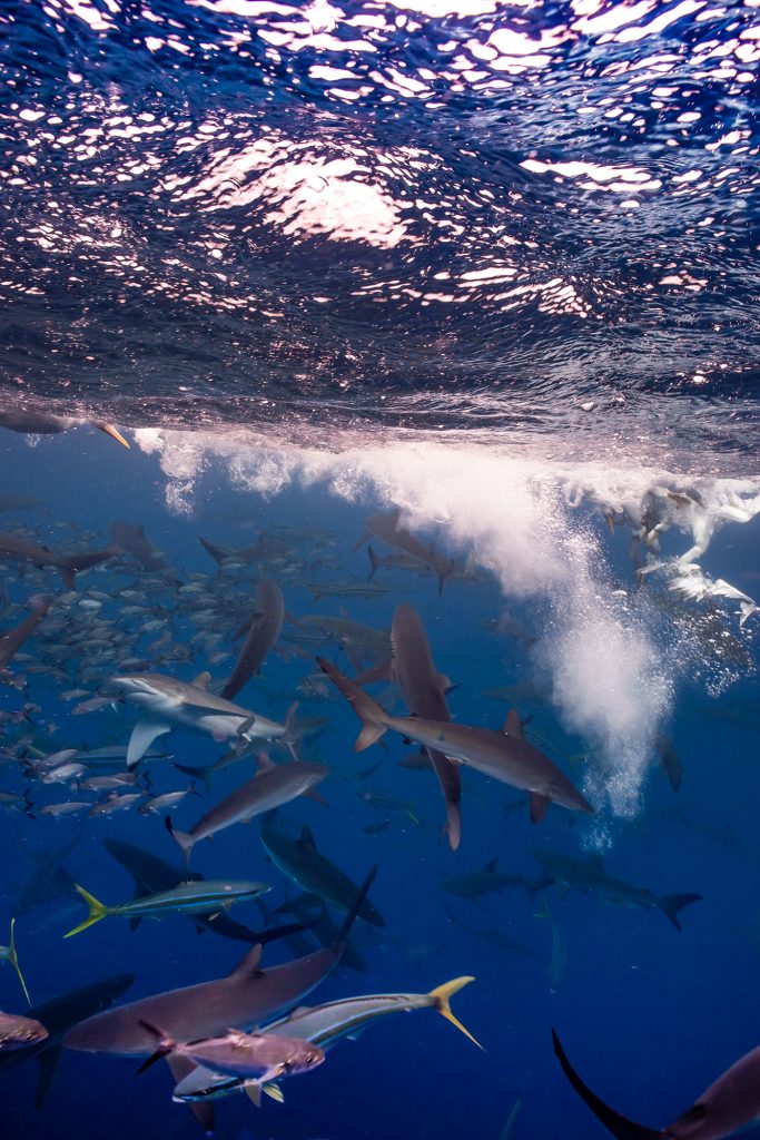 Baitball vor Malpelo