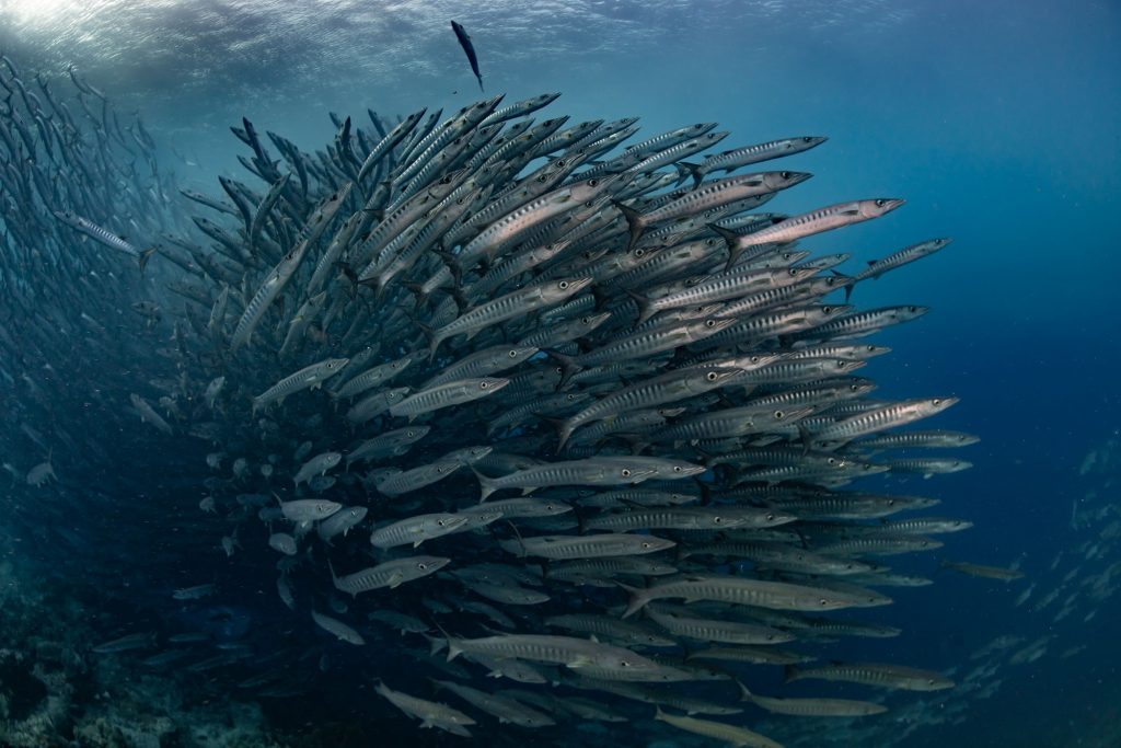 barracudas3