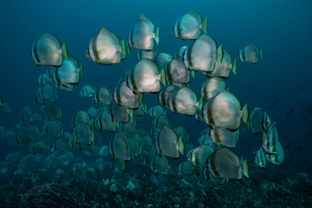 batfish alor