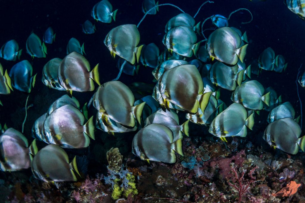 batfish komodo3