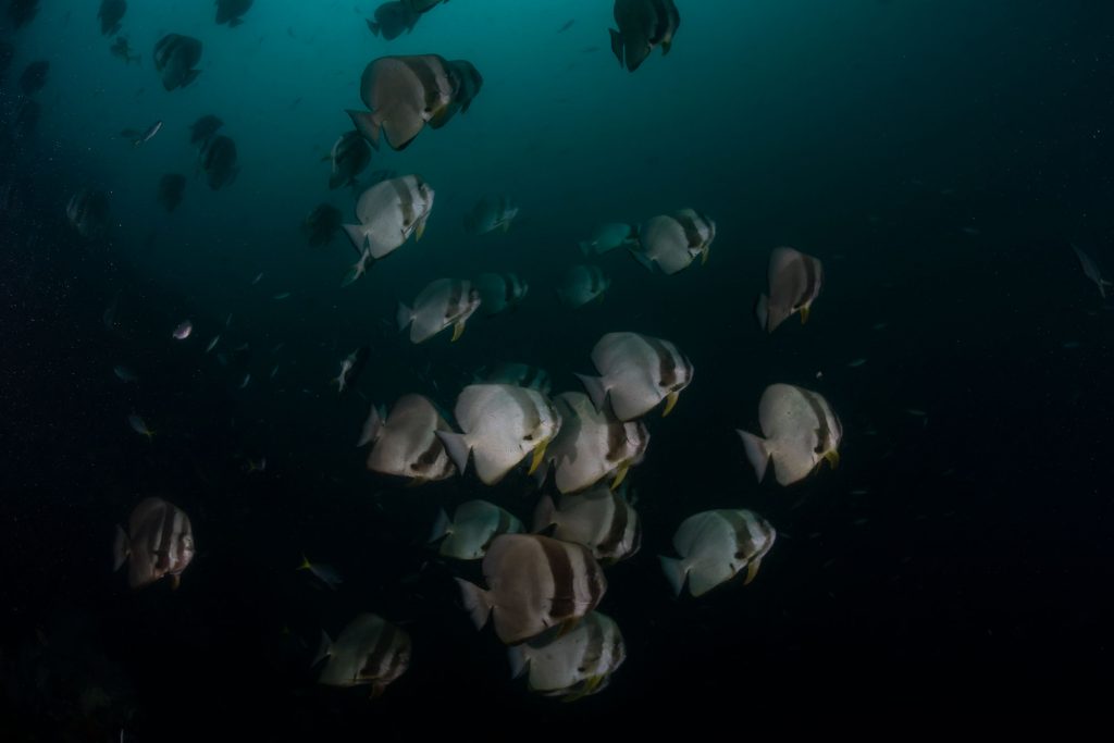 batfish5