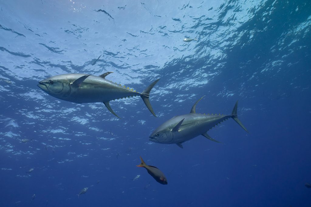 big yellofinthunas