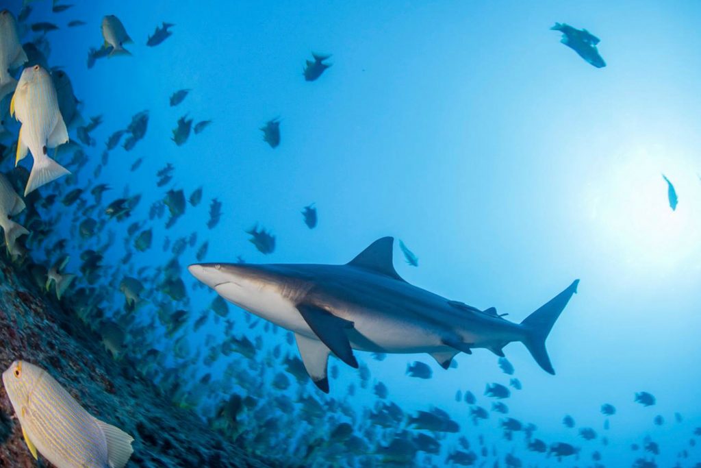Blacktip Shark during Dive