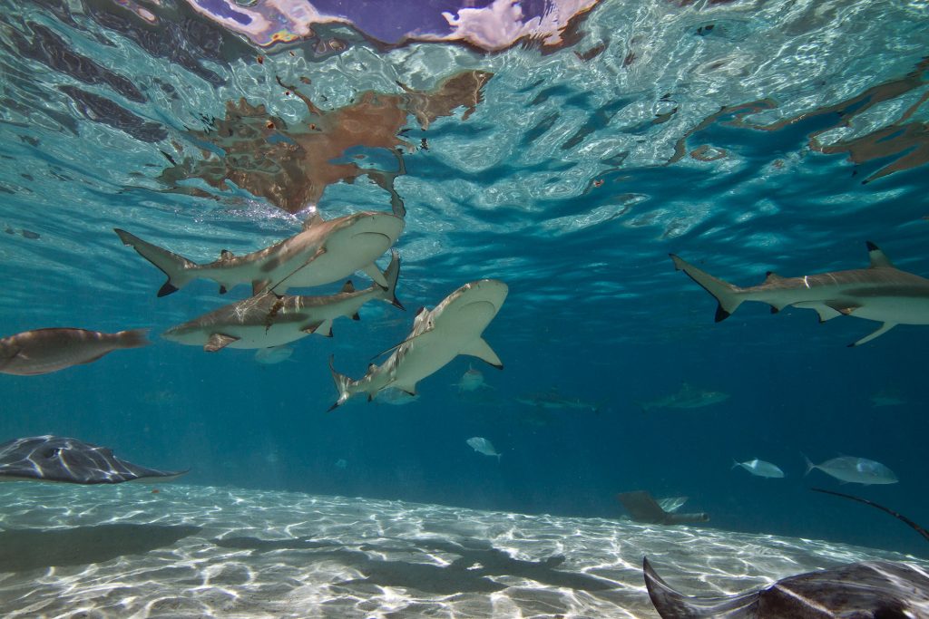 Blacktips in the Lagoon
