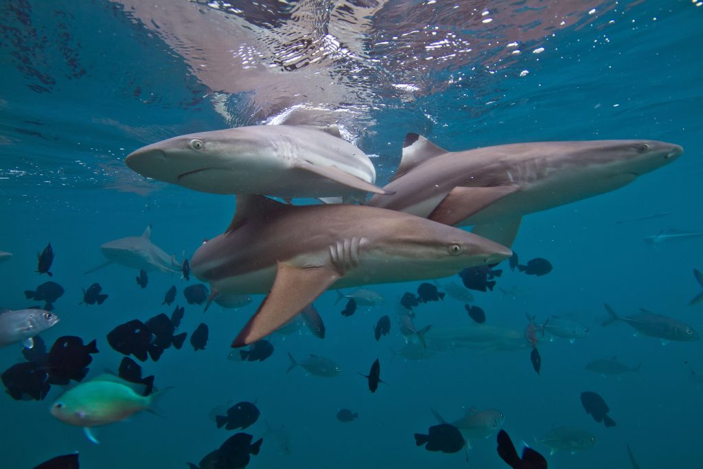 blacktip reefsharks polynesia1