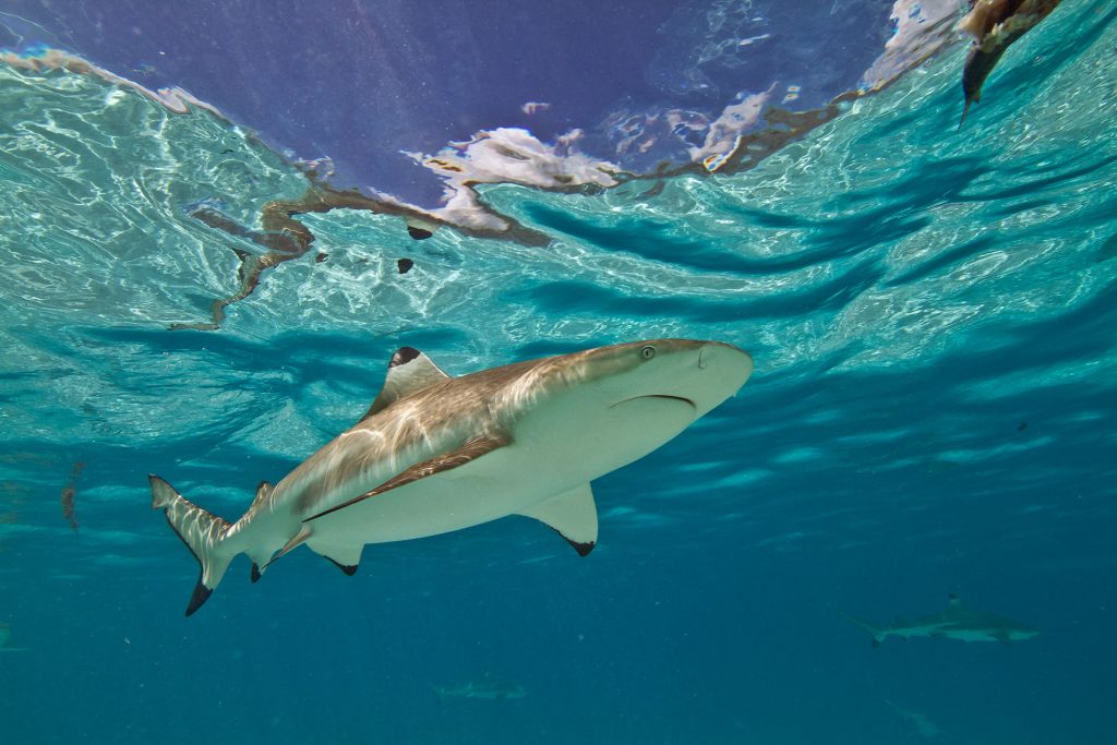 blacktip reefsharks polynesia3