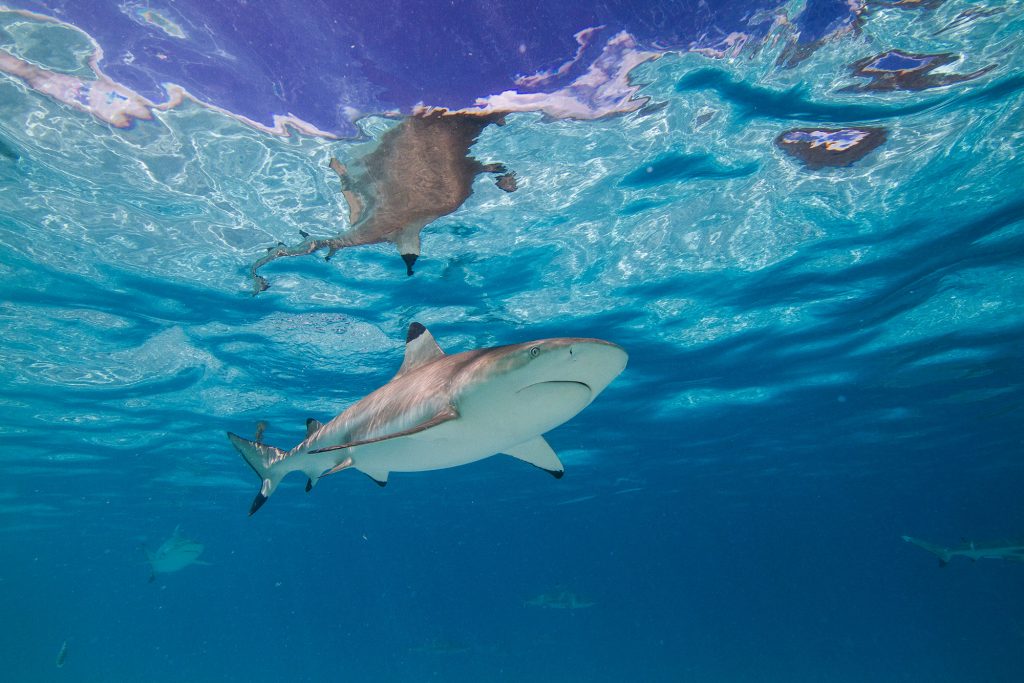 blacktip shark