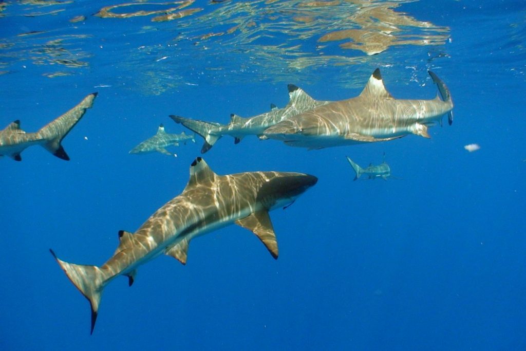 Blacktip Sharks