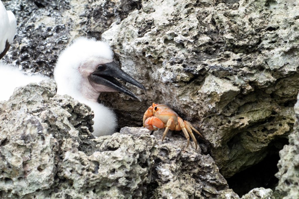 boobie crab