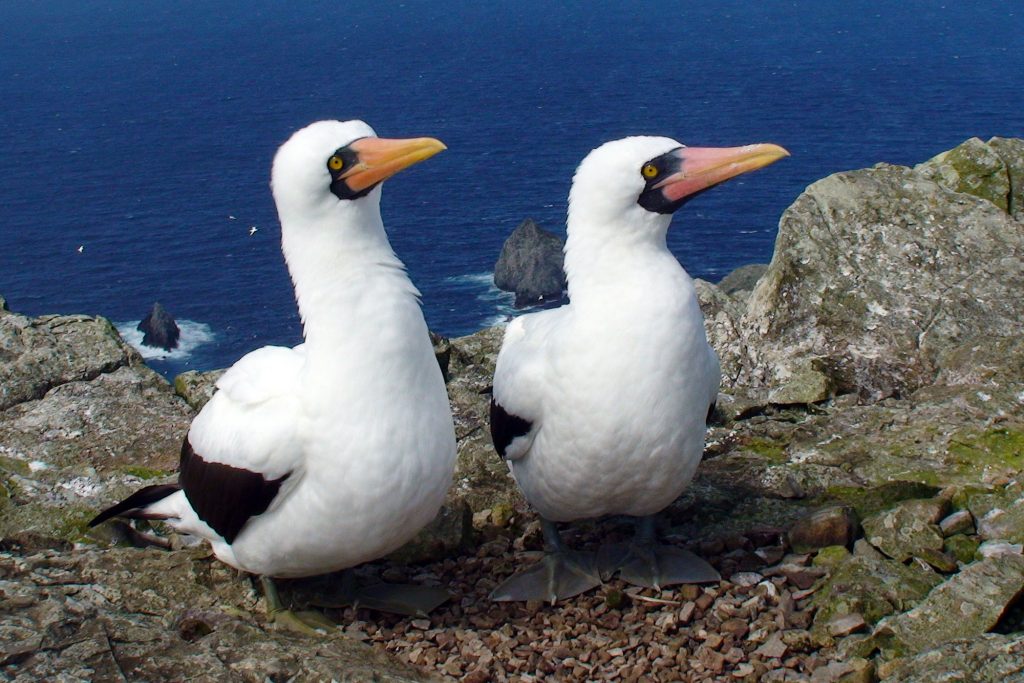 Boobie on Malpelo