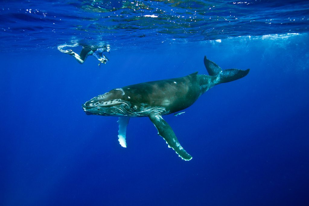 buckelwal snorkeling 05