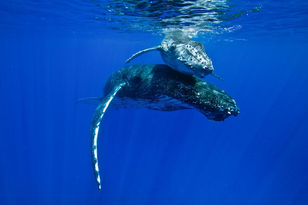 buckelwal snorkeling 22