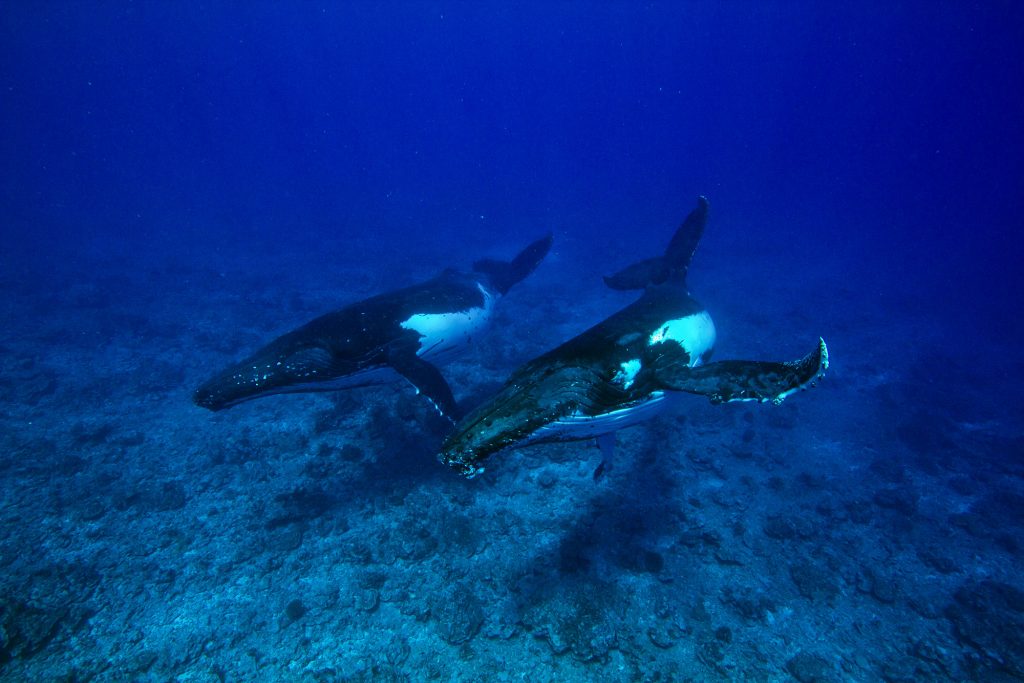 buckelwal snorkeling 79