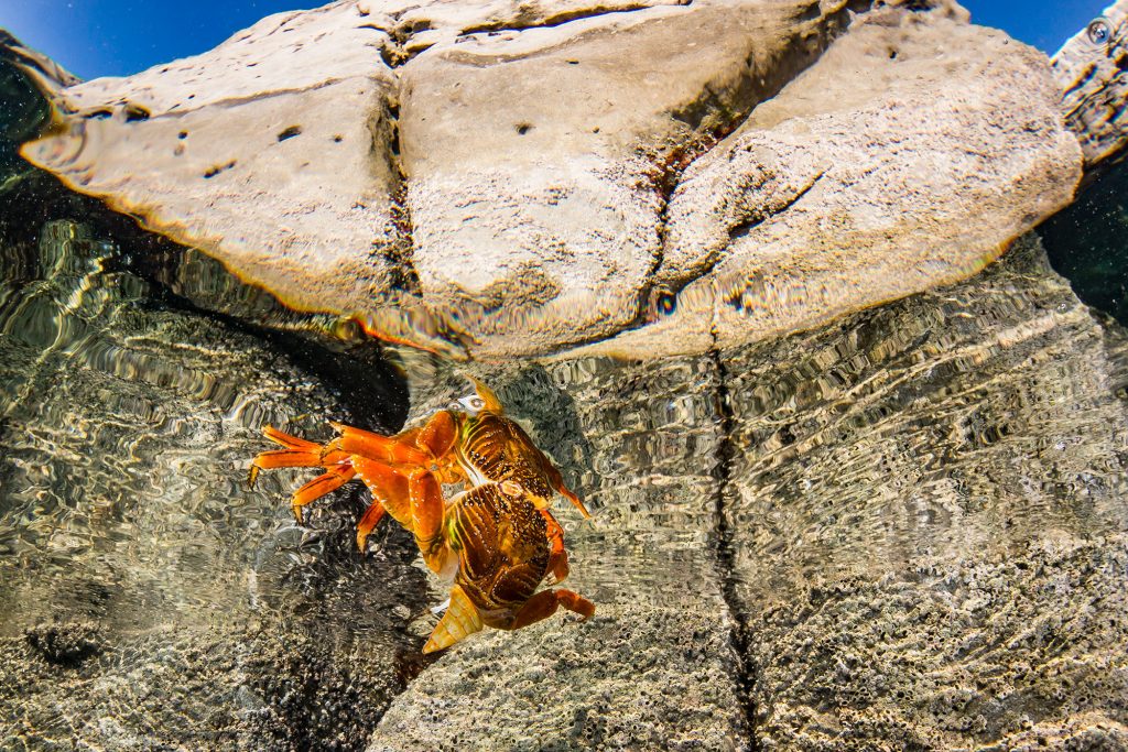 Nautilus Gallant Lady 10 Crab