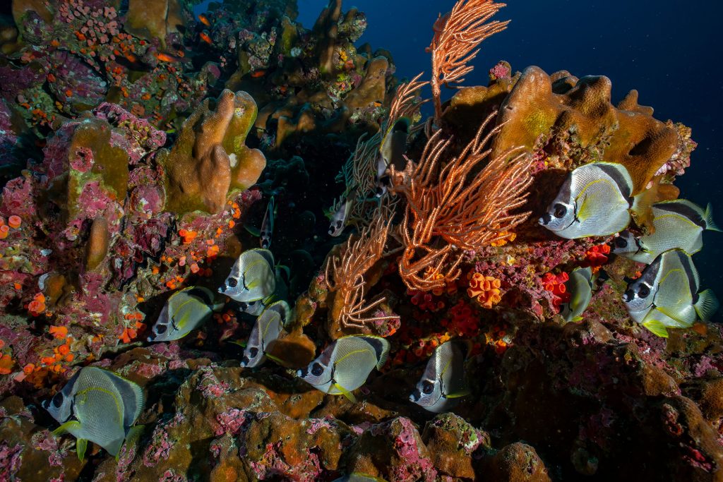 Falter Malpelo