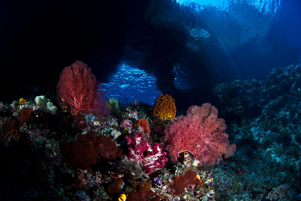 Coral Cove