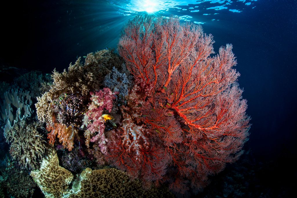 Korallenriff Halmahera