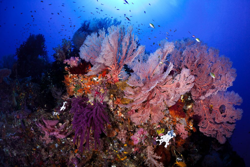 coral8