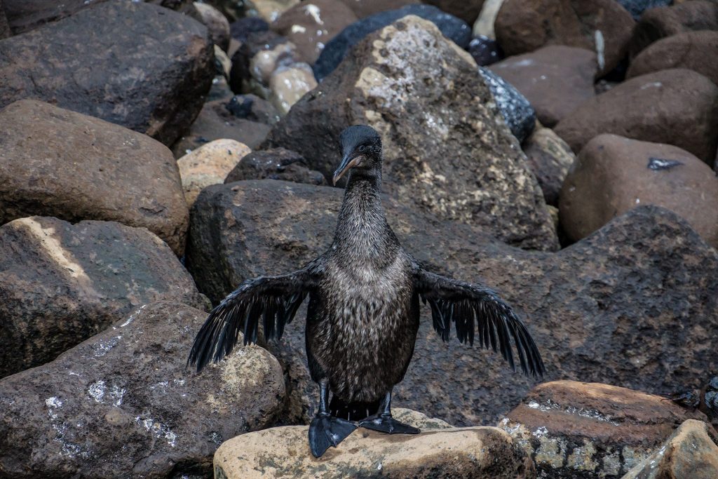 Flyless Cormoran