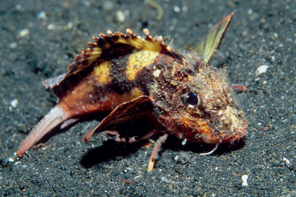 Scorpion Fisg