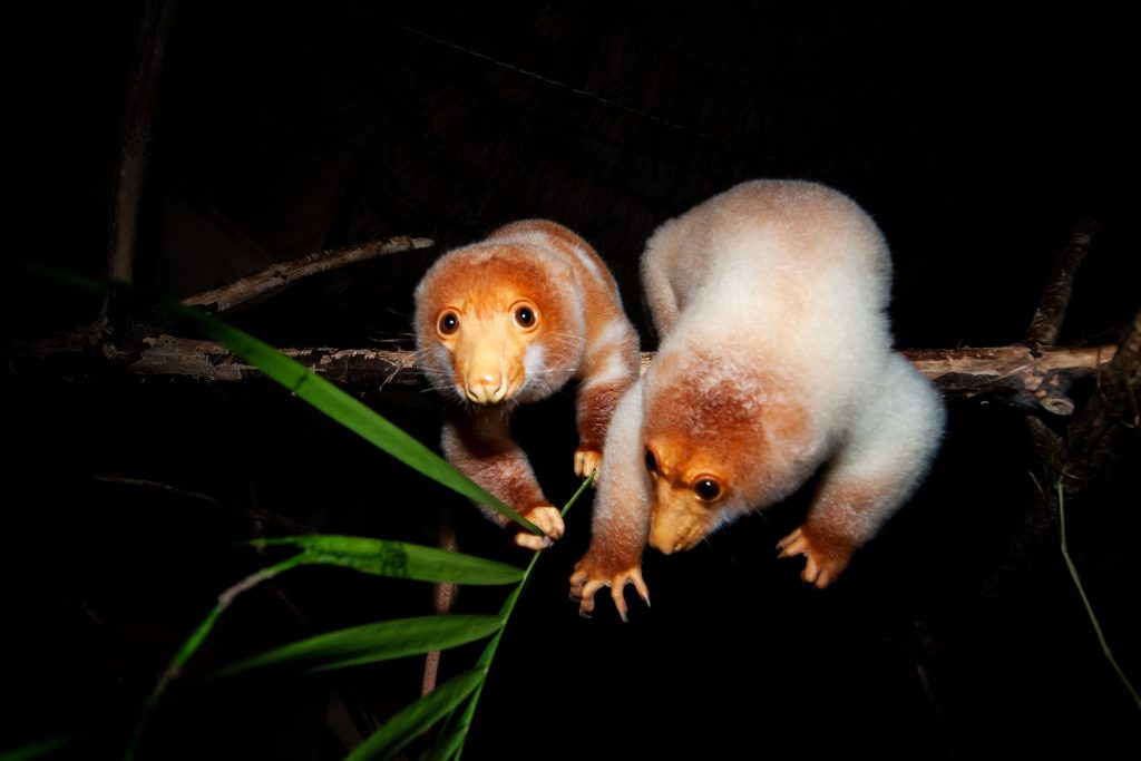 cuscus2