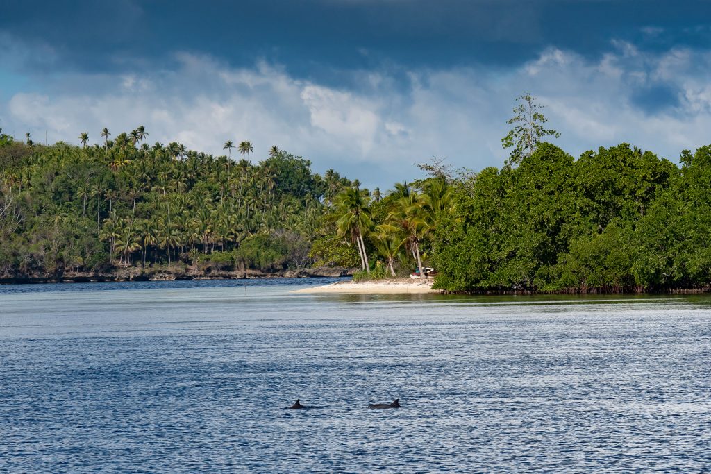 dolphin beach