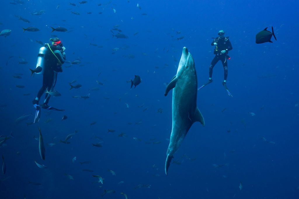 dolphin clemens