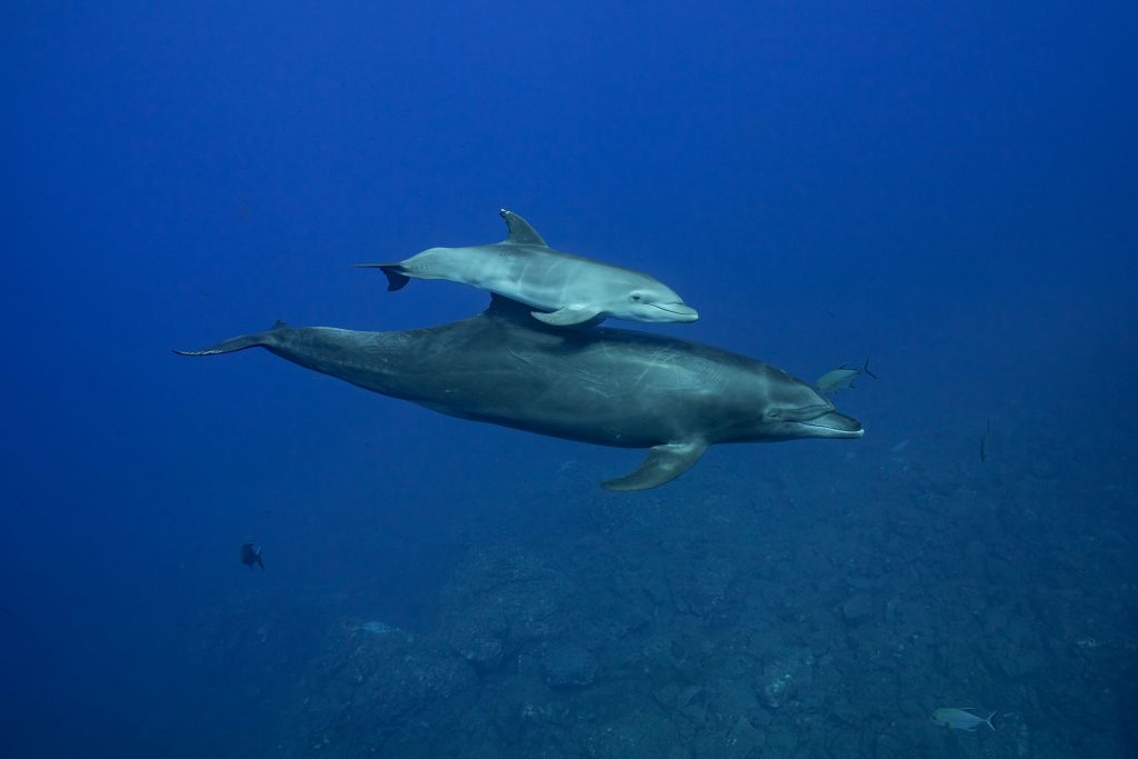 dolphin family