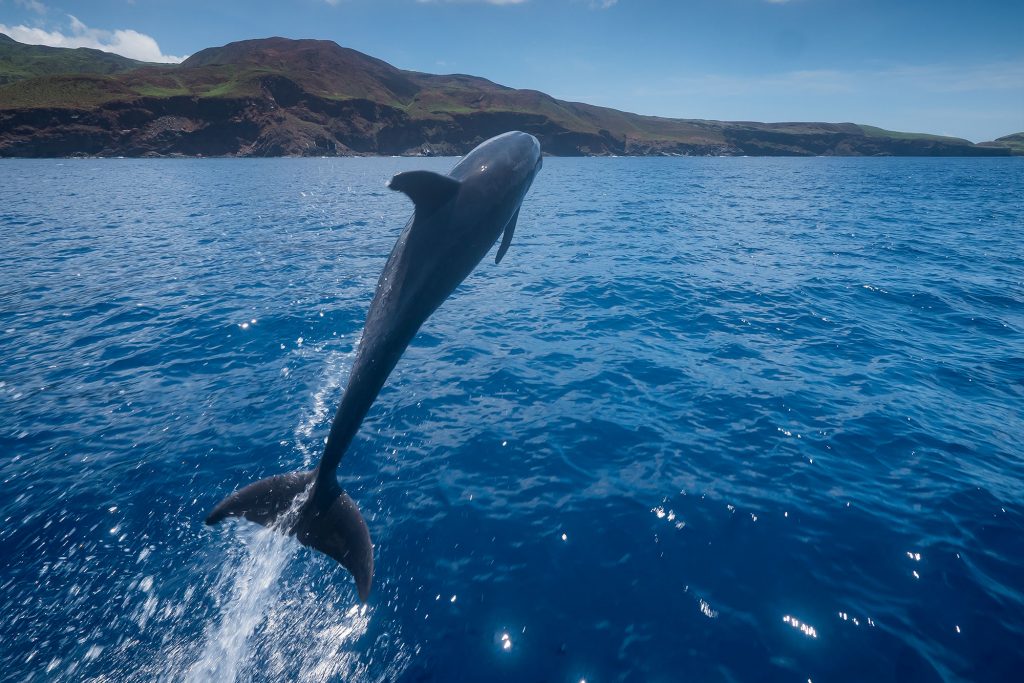 Dolphinjump