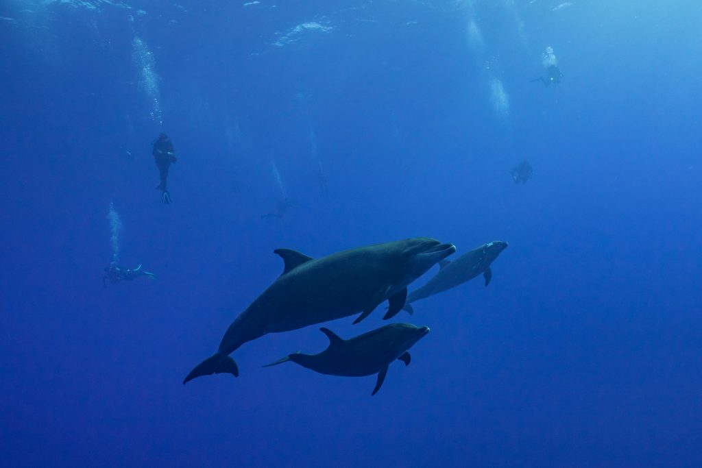 dolphin taucherfamily