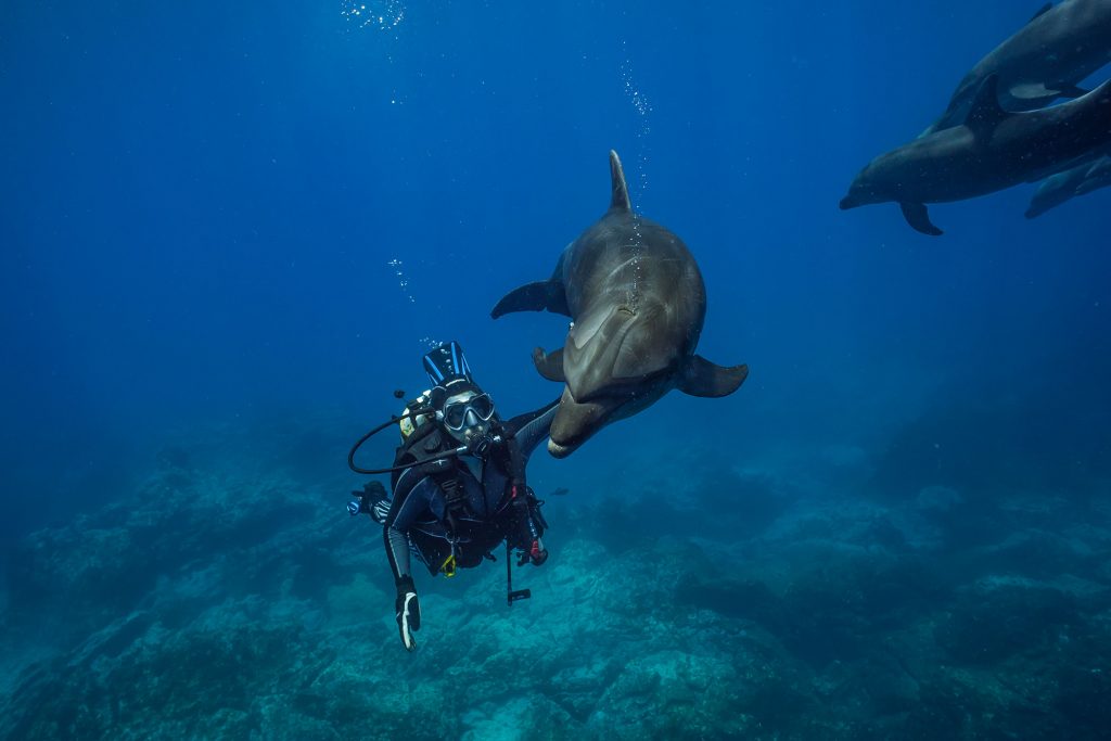 Nautilus Undersea 8 Dolphin mit Xenia