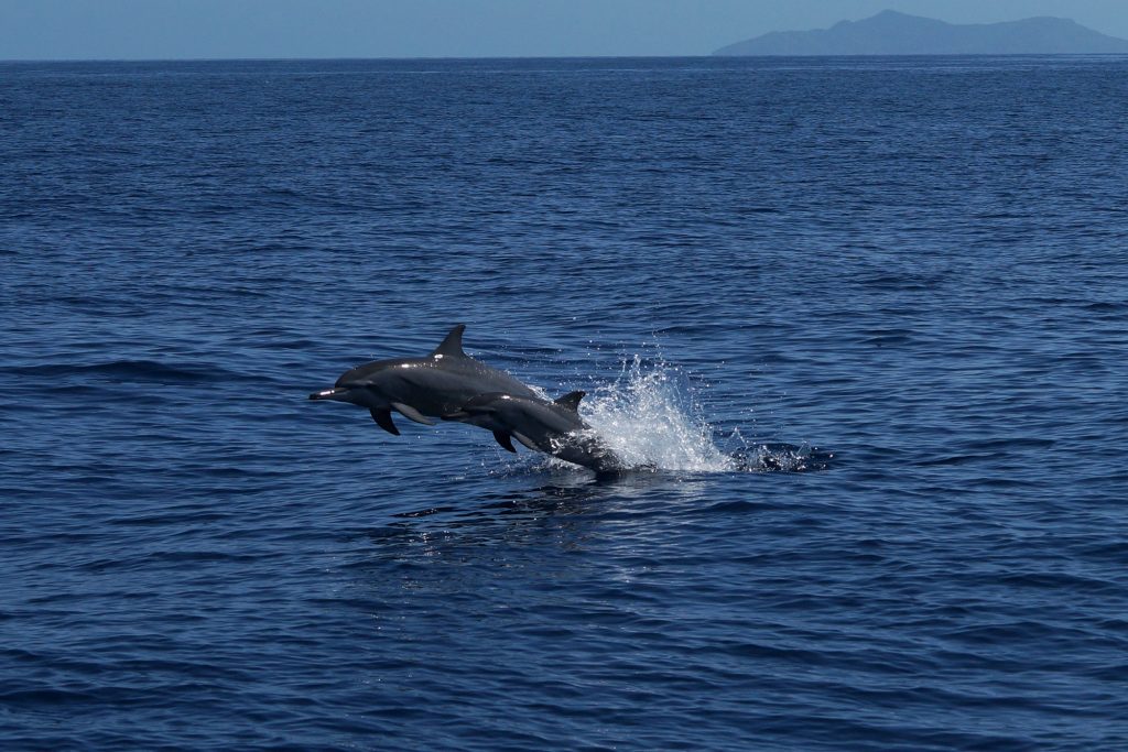 dolphinjump