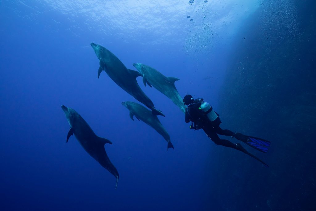 dolphins kay3