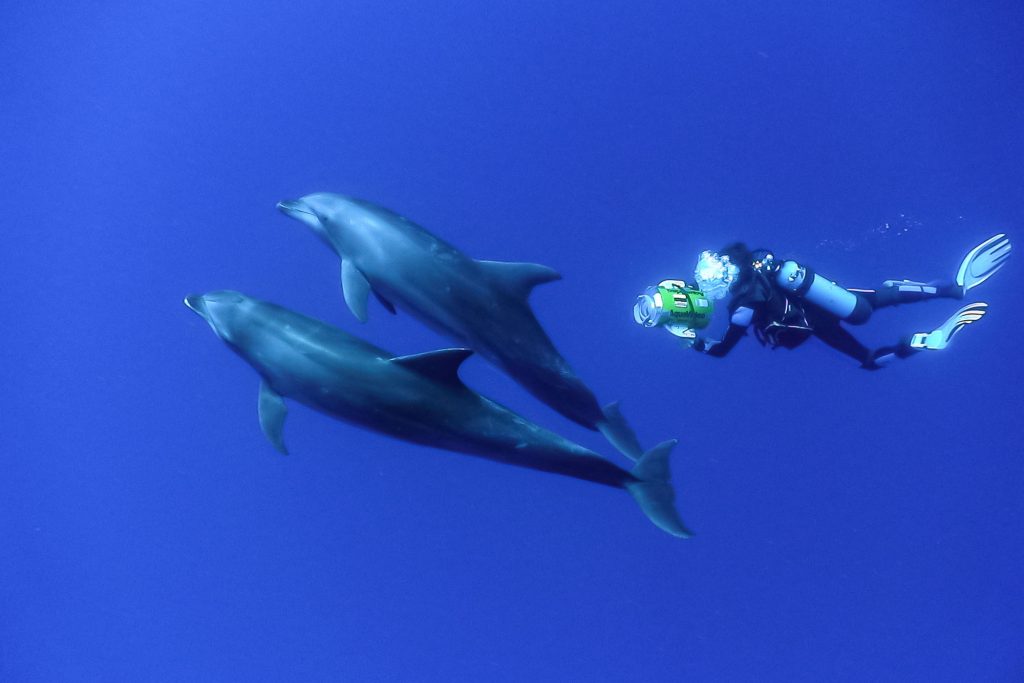 Dolphin Diver