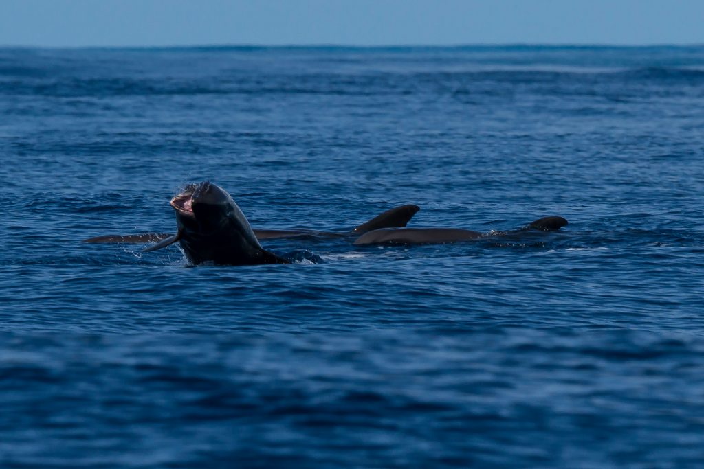 dolphins3